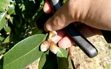 茶花树能长多高？为什么茶花树总是长得不高？