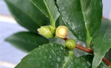 茶花树能长多高？为什么茶花树总是长得不高？