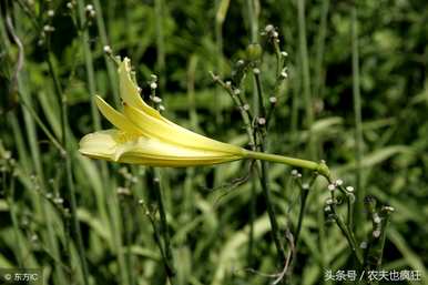 忘忧草是黄花菜吗？忘忧草是黄花菜吗？