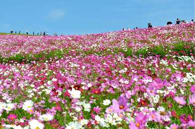 如何播种波斯菊花种子比较好，波斯菊花海播种教程