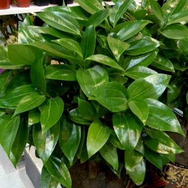 平安树怎样才能长得茂盛，平安树怎样才能长得茂盛？