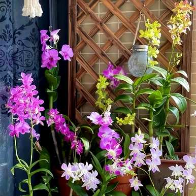 北方客厅喜阴绿植排名前十，客厅喜阴绿植哪个好养？