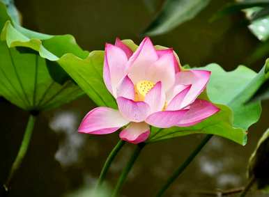 荷花的意义是什么？荷花的简介和象征意义是什么？