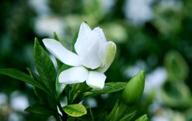 栀子花不开花，栀子花不开花的原因是什么？