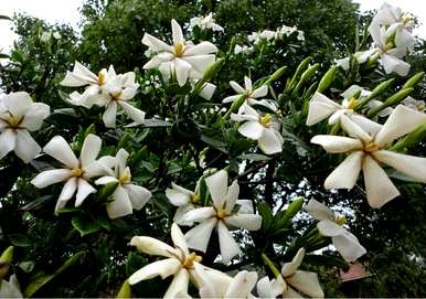 栀子花不开花，栀子花不开花的原因是什么？