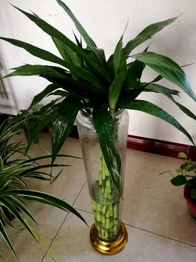 富贵竹节高介绍，富贵竹盆栽节高