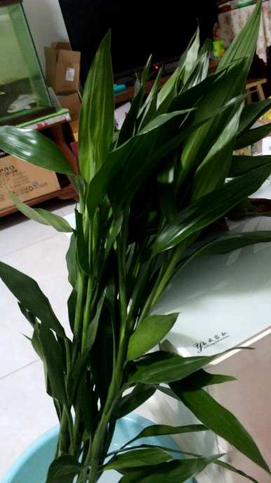富贵竹节高介绍，富贵竹盆栽节高