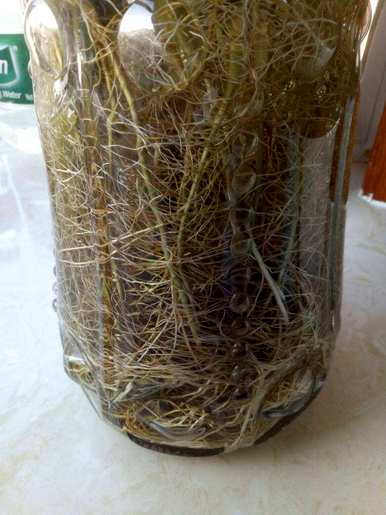 富贵竹节高介绍，富贵竹盆栽节高
