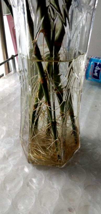 富贵竹节高介绍，富贵竹盆栽节高