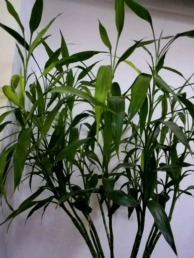 富贵竹节高介绍，富贵竹盆栽节高