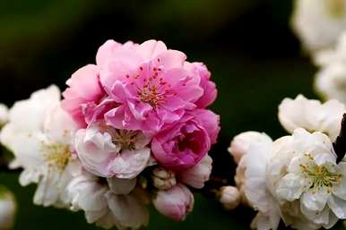 碧桃花期多长，碧桃花什么时候发芽？
