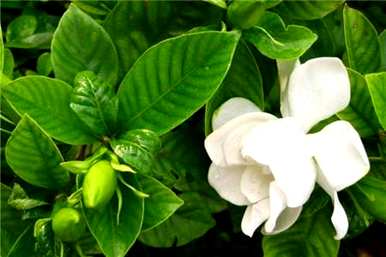 栀子花树怎么修剪，栀子花怎么修剪？