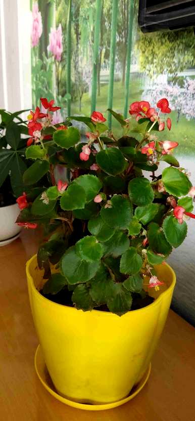 四季海棠花怎么养浇什么肥料，四季海棠花怎么养