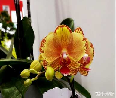 蝴蝶兰是一个珍贵的花盆，哪种蝴蝶兰是珍贵的