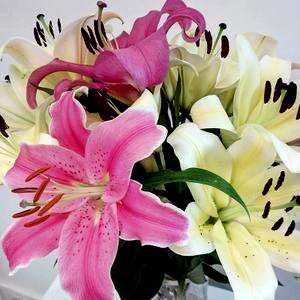 百合同性花语，菊花百合花花语