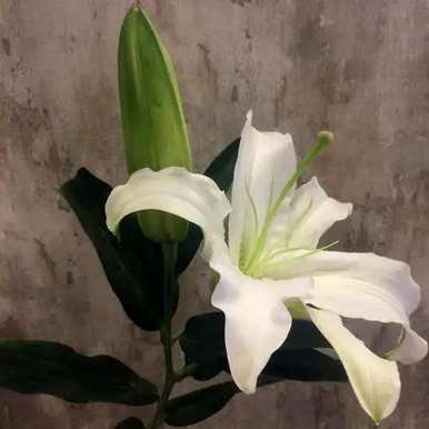 百合同性花语，菊花百合花花语