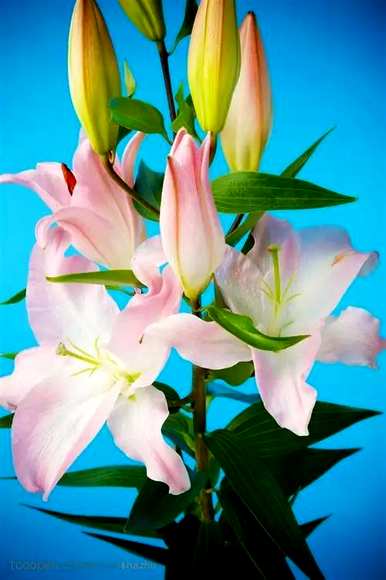 百合同性花语，菊花百合花花语