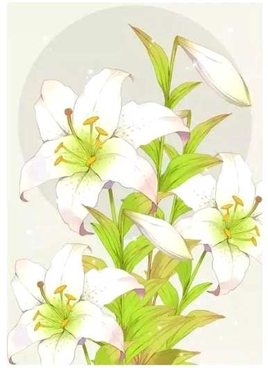 百合同性花语，菊花百合花花语