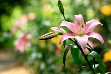 百合同性花语，菊花百合花花语