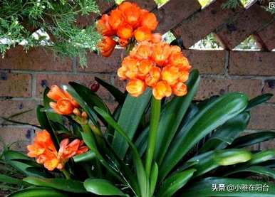 君子兰开花用什么肥料？君子兰为什么不开花，缺什么肥料？