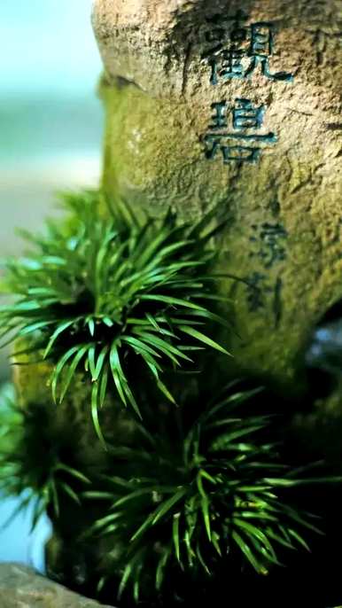 菖蒲花语是什么意思，菖蒲花语是什么意思