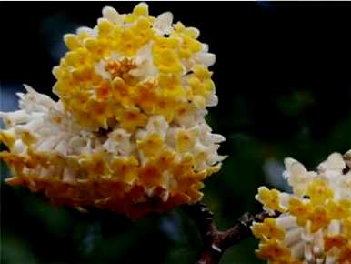 结香花的风水位置，结香花的种植方法
