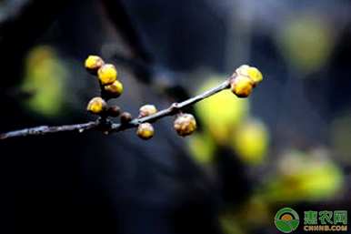腊梅种子怎么种才能发芽，素心腊梅种子发芽还是素心？