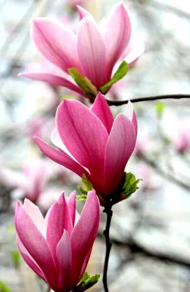 什么是广玉兰花语？广玉兰花语是什么意思？