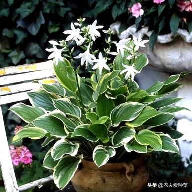 花叶玉簪什么时候开花结果，花叶玉簪什么时候开花