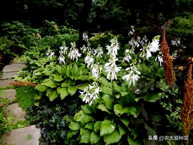 花叶玉簪什么时候开花结果，花叶玉簪什么时候开花