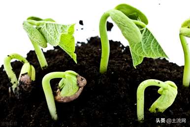 植物种子传播的方法是什么？二年级模仿植物传播种子的方法