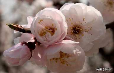 梅花是什么意思？梅花是什么意思？