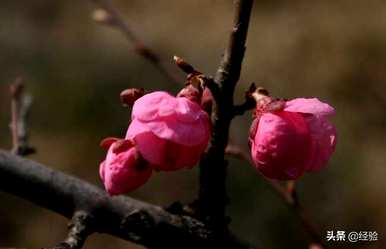 梅花是什么意思？梅花是什么意思？