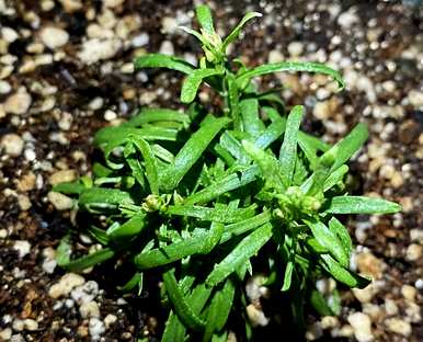 如何繁殖满天星花的方法有哪些？满天星花的图片和繁殖方法