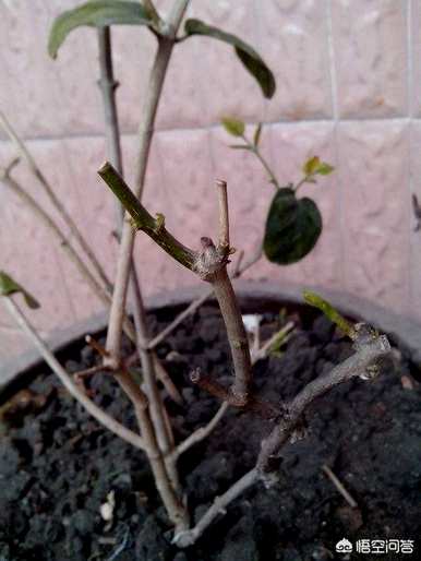 在阳台上种植什么品种的茉莉花，种植茉莉花的方法是什么？