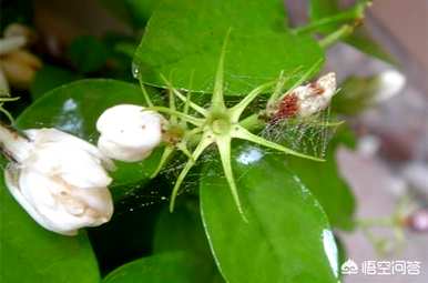 在阳台上种植什么品种的茉莉花，种植茉莉花的方法是什么？