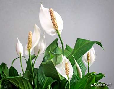 植物白掌的花语是什么？滴水观音和白掌的花语