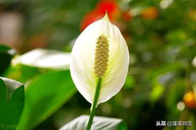 植物白掌的花语是什么？滴水观音和白掌的花语