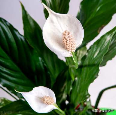 植物白掌的花语是什么？滴水观音和白掌的花语