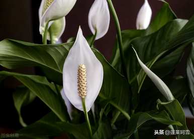 植物白掌的花语是什么？滴水观音和白掌的花语