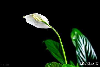 植物白掌的花语是什么？滴水观音和白掌的花语