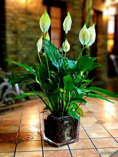 植物白掌的花语是什么？滴水观音和白掌的花语