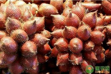 如何种植蛇皮果种子盆栽，蛇皮果盆栽图片大全