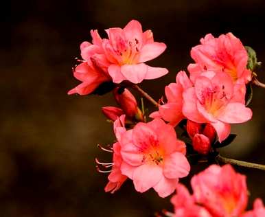 如何种植杜鹃花色块，如何种植野生杜鹃花