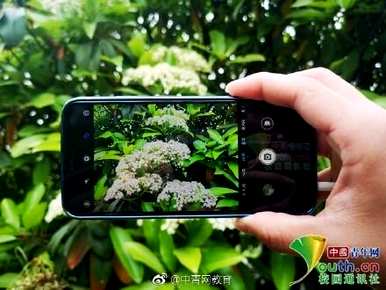 石楠花语是什么，日本石楠花语是什么