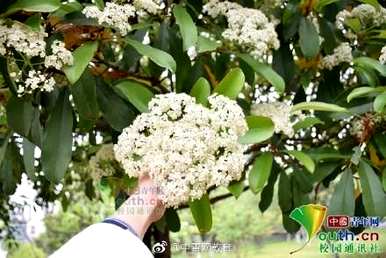 石楠花语是什么，日本石楠花语是什么