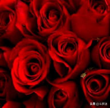 各种玫瑰的寓意和花语，玫瑰的寓意是什么？