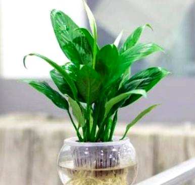 如何养殖白鹤芋头？白鹤芋头的养殖方法