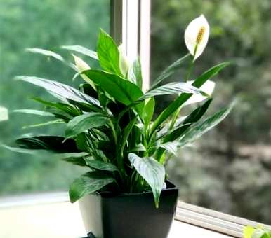 如何养殖白鹤芋头？白鹤芋头的养殖方法