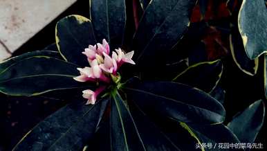 什么是瑞香花花语？瑞香花图片花语大全